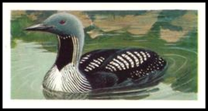 49 Black Throated Diver
